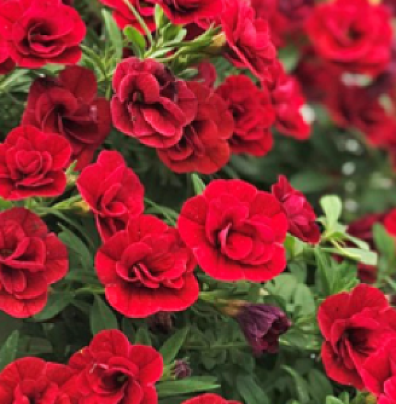 UNO D.DARK RED_300x300